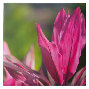 BAHAMAS, New Providence Island, Nassau:Paradies Fliese