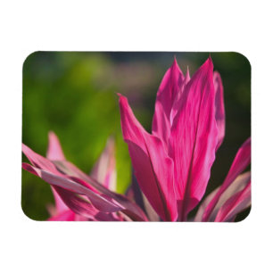 BAHAMAS, New Providence Island, Nassau: Paradies Magnet