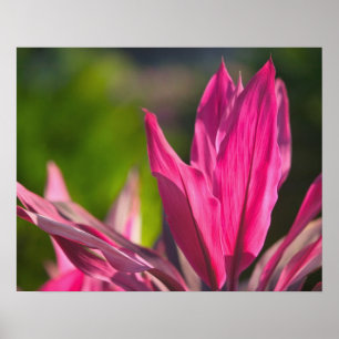 BAHAMAS, New Providence Island, Nassau: Paradies Poster