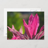 BAHAMAS, New Providence Island, Nassau: Paradies Postkarte (Vorne/Hinten)