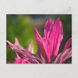 BAHAMAS, New Providence Island, Nassau: Paradies Postkarte