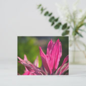 BAHAMAS, New Providence Island, Nassau: Paradies Postkarte (Stehend Vorderseite)