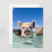 Bahamas Schwimmschwein 2024 Feiertagspostkarte (Vorne/Hinten)