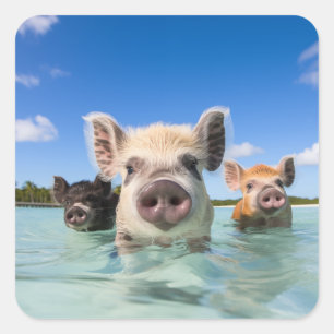 Bahamas Schwimmschwein 2024 Quadratischer Aufkleber