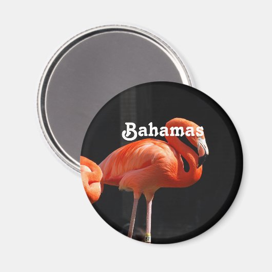 Bahamian Flamingo Magnet (Vorderseite/Rückseite)