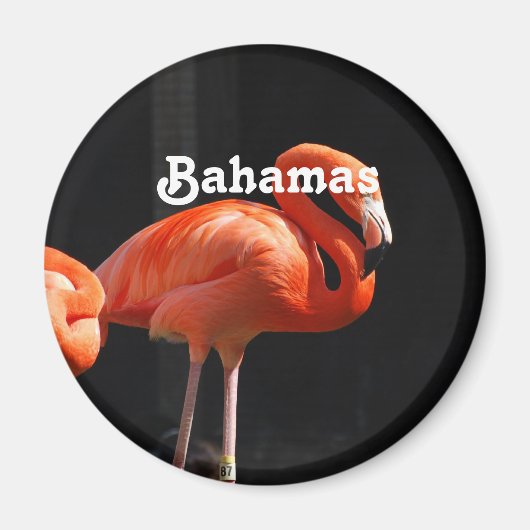 Bahamian Flamingo Magnet (Vorne)