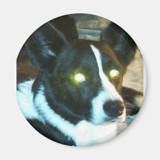 Bailey Magnet (Vorne)