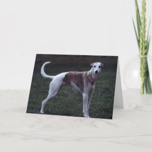 "Bailey" Whippet Foto Grußkarte Karte