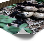 Baird's Sandpiper Nest mit Eiern Poster (Ecke)
