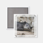 Baird's Tapir Magnet (Vorderseite/Rückseite)