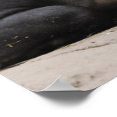 Bairds Tapir Poster (Ecke)