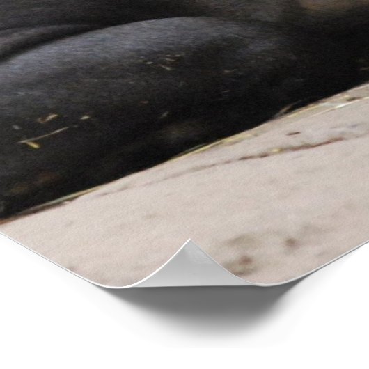 Bairds Tapir Poster (Ecke)