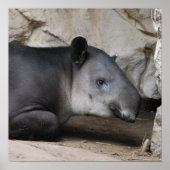 Bairds Tapir Poster (Vorne)