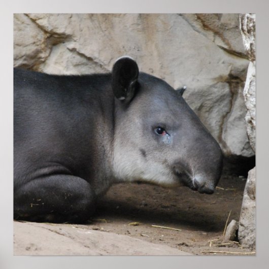 Bairds Tapir Poster (Vorne)