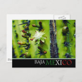 Baja Mexico Postcard Postkarte (Vorne/Hinten)