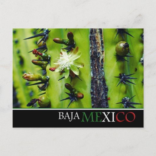 Baja Mexico Postcard Postkarte (Vorderseite)
