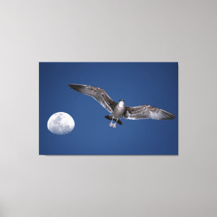 BAJA MOON FLIGHT 32x48 Leinwanddruck