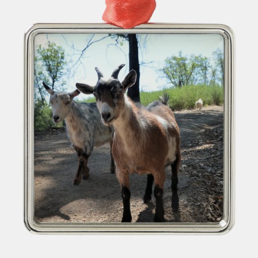Baka & LuLit, Happy Goats Ornament Aus Metall (Vorne)