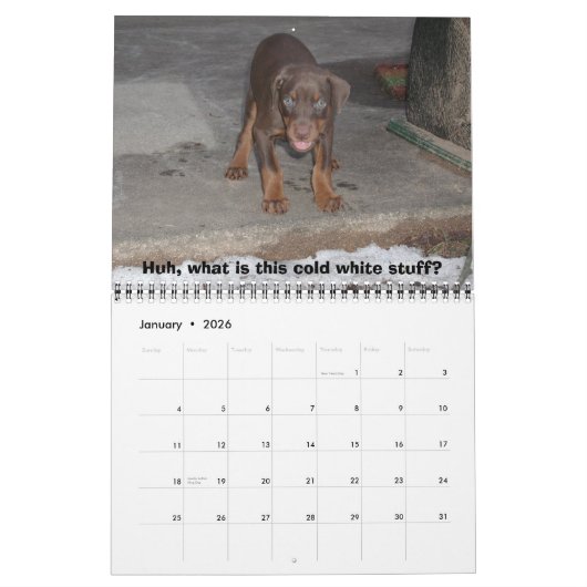 Bakari Dobermann 2008 Kalender (Jan 2026)