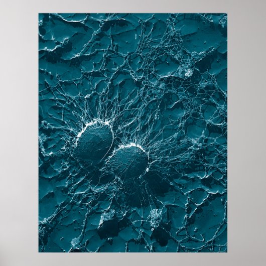 Bakterielle Staphylococcus Aureus-Zellen Nah auf Poster (Vorne)