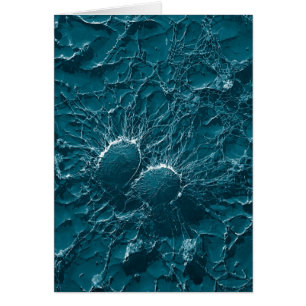 Bakterielle Zellen von Staphylococcus- aureusnahem