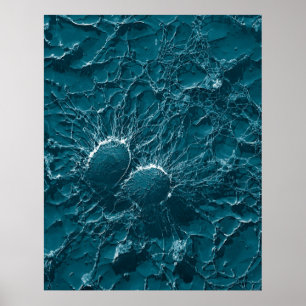 Bakterielle Zellen von Staphylococcus- aureusnahem Poster