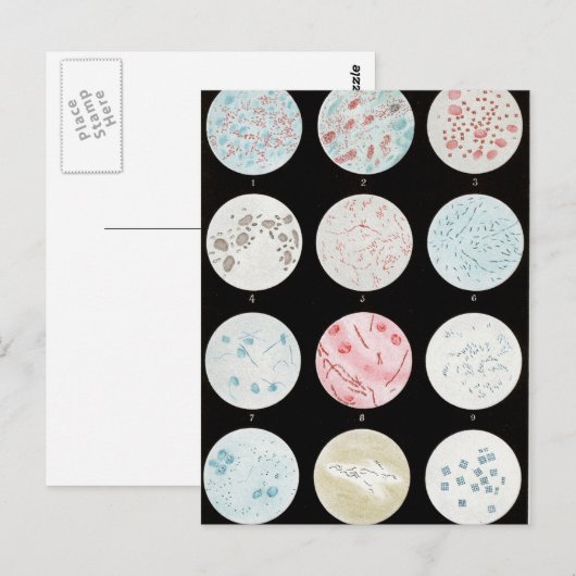 Bakterien Postkarte (Vorne/Hinten)