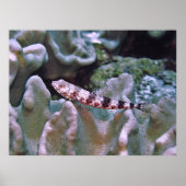 Balanced Lizardfish Poster (Vorne)