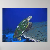 Balanced Turtle Poster (Vorne)