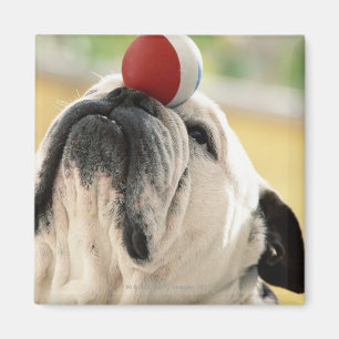 Balancierender Ball der Bulldogge auf Schnauze, Magnet