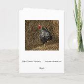 "Balancing" - Barnyard Chicken on One Foot in Hay Karte (Rückseite)