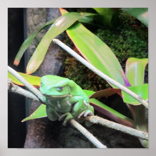 Balancing Frog Poster (Vorne)