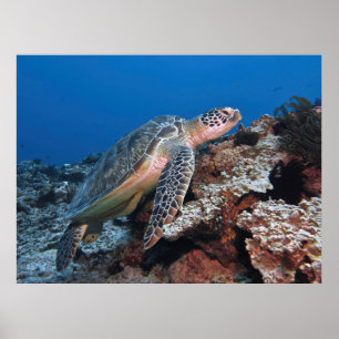 Balancing Gili Green Turtle Poster