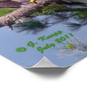 Bald-Adler als Druck oder Plakat (Ecke)