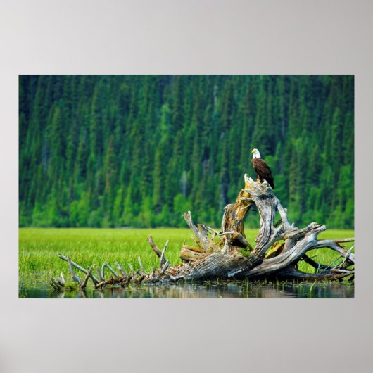 Bald-Adler am Zweig Poster (Vorne)