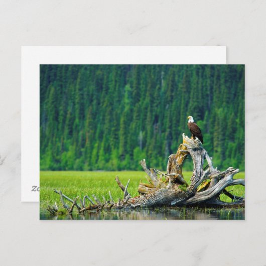 Bald-Adler am Zweig Postkarte (Vorne/Hinten)