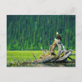 Bald-Adler am Zweig Postkarte (Vorderseite)