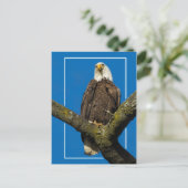 Bald-Adler an der Grenze Postkarte (Stehend Vorderseite)