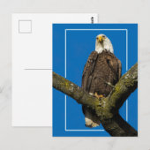 Bald-Adler an der Grenze Postkarte (Vorne/Hinten)