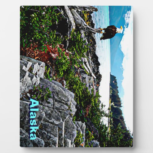 Bald-Adler an der Küste von Alaska Fotoplatte (Vorderseite)