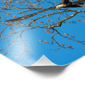 Bald-Adler auf blau Fotodruck (Ecke)