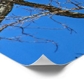 Bald-Adler auf blau Poster (Ecke)