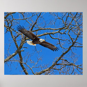 Bald-Adler auf blau Poster