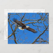 Bald-Adler auf blau Postkarte (Vorne/Hinten)