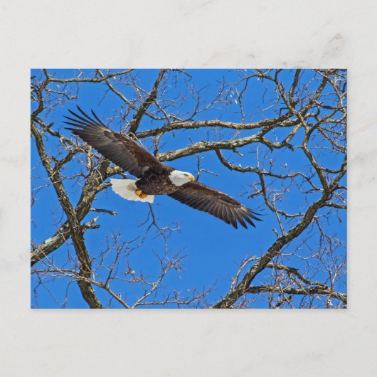 Bald-Adler auf blau Postkarte (Vorderseite)
