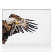 Bald Adler auf dem Flügel (Innenansicht Horizontal (Oben))