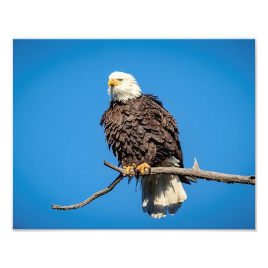 Bald-Adler auf einem Baumzweig Fotodruck (Vorne)