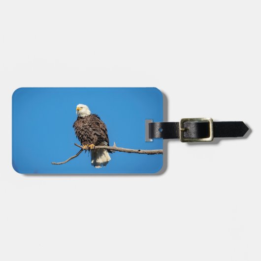 Bald-Adler auf einem Baumzweig Gepäckanhänger (Vorderseite horizontal)