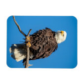 Bald-Adler auf einem Baumzweig Magnet (Horizontal)