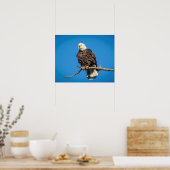 Bald-Adler auf einem Baumzweig Poster (Küche)